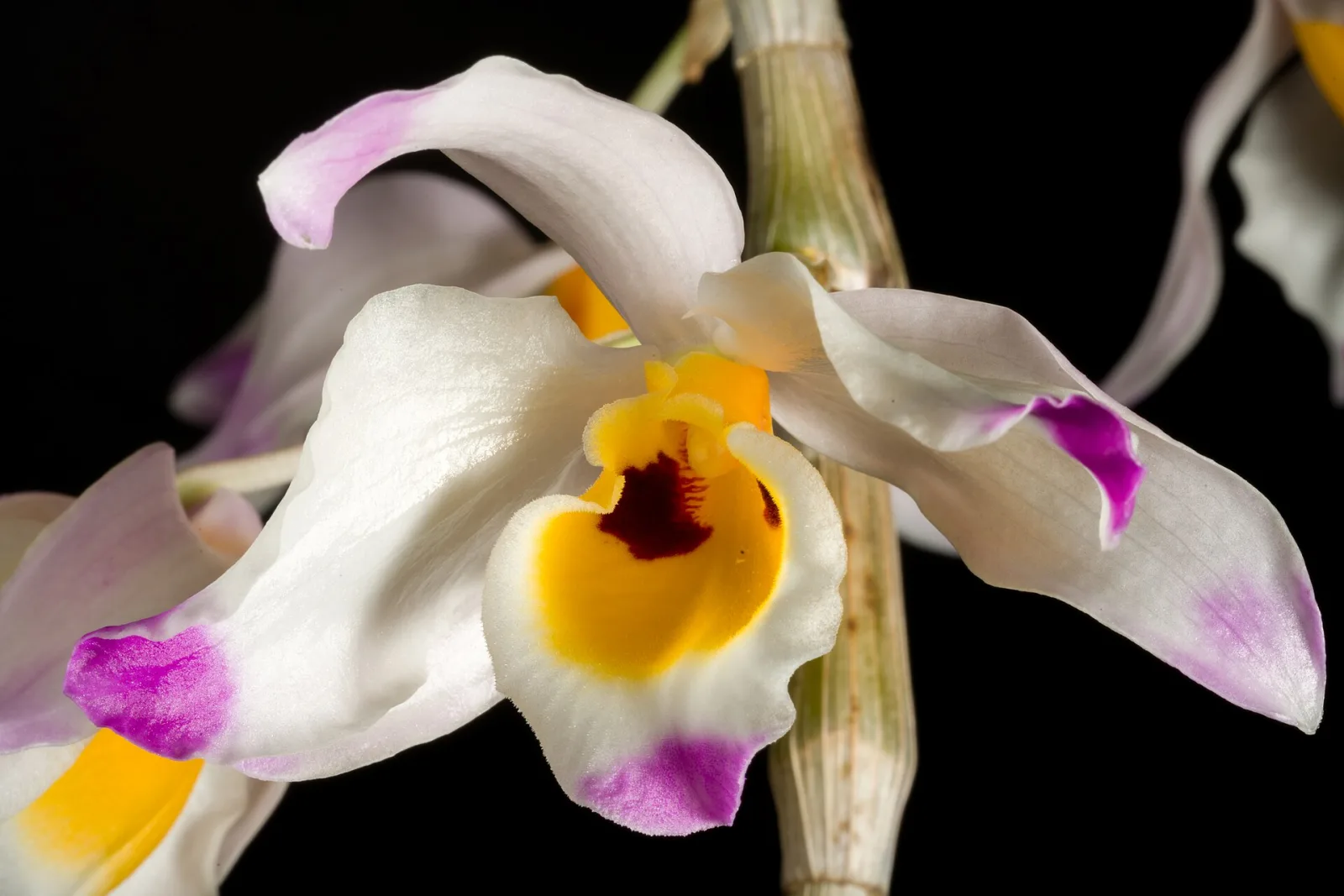 Dendrobium wardianum