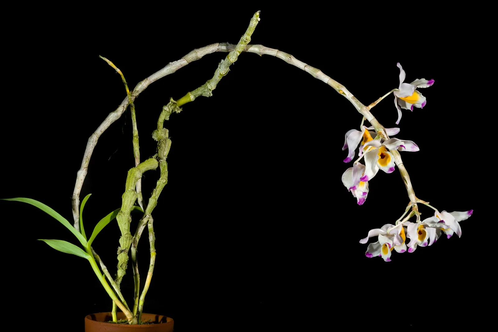 Dendrobium wardianum