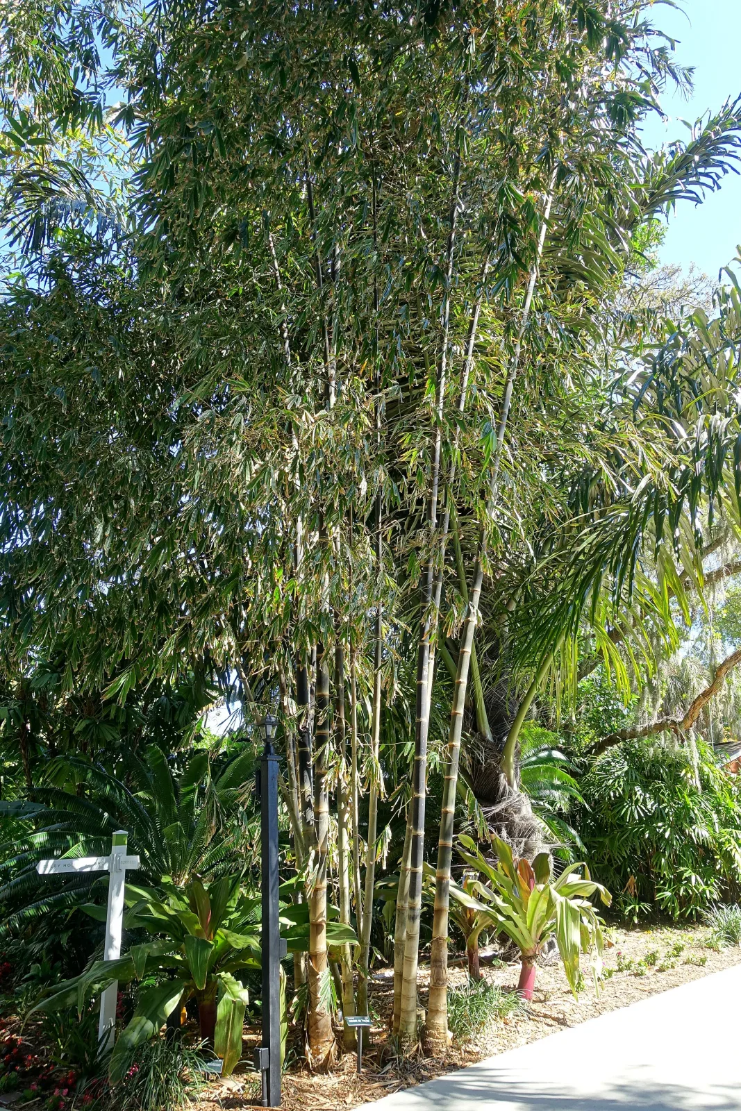 Dendrocalamus asper