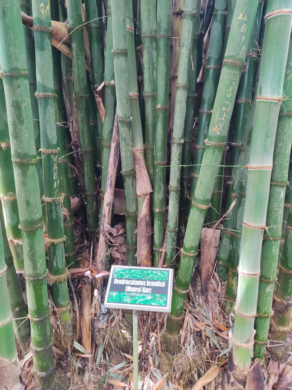 Dendrocalamus brandisii
