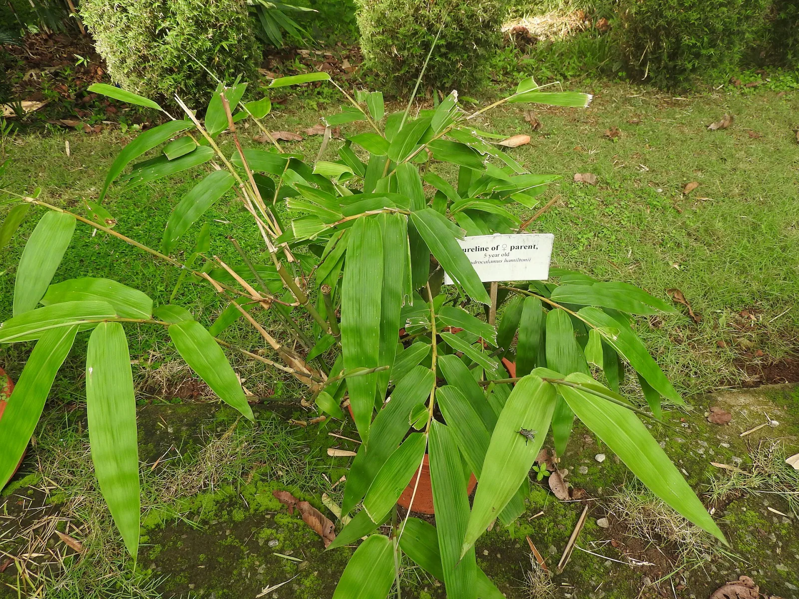 Dendrocalamus hamiltonii