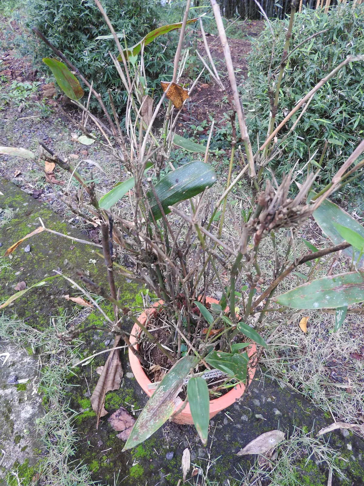 Dendrocalamus hamiltonii