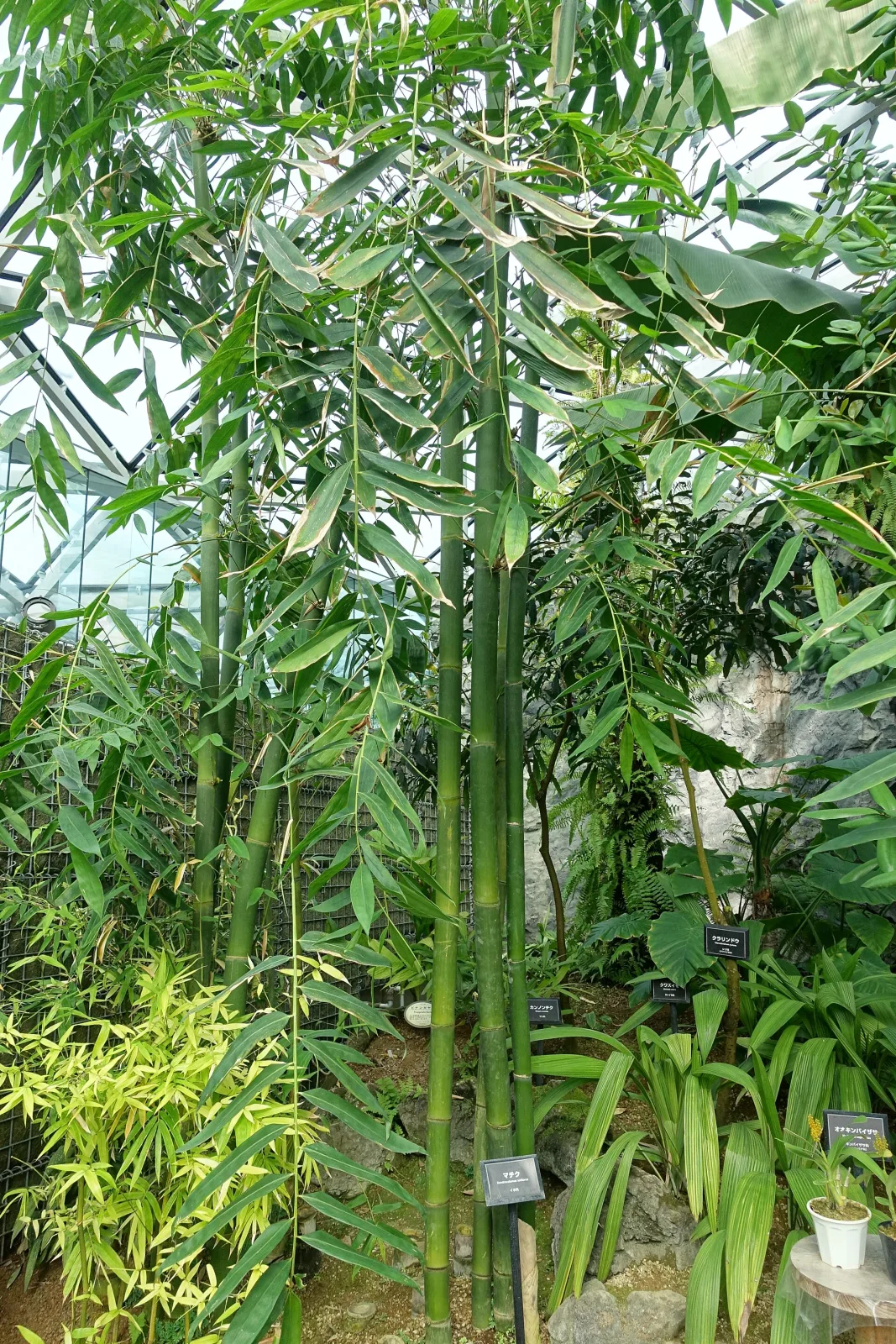 Dendrocalamus latiflorus