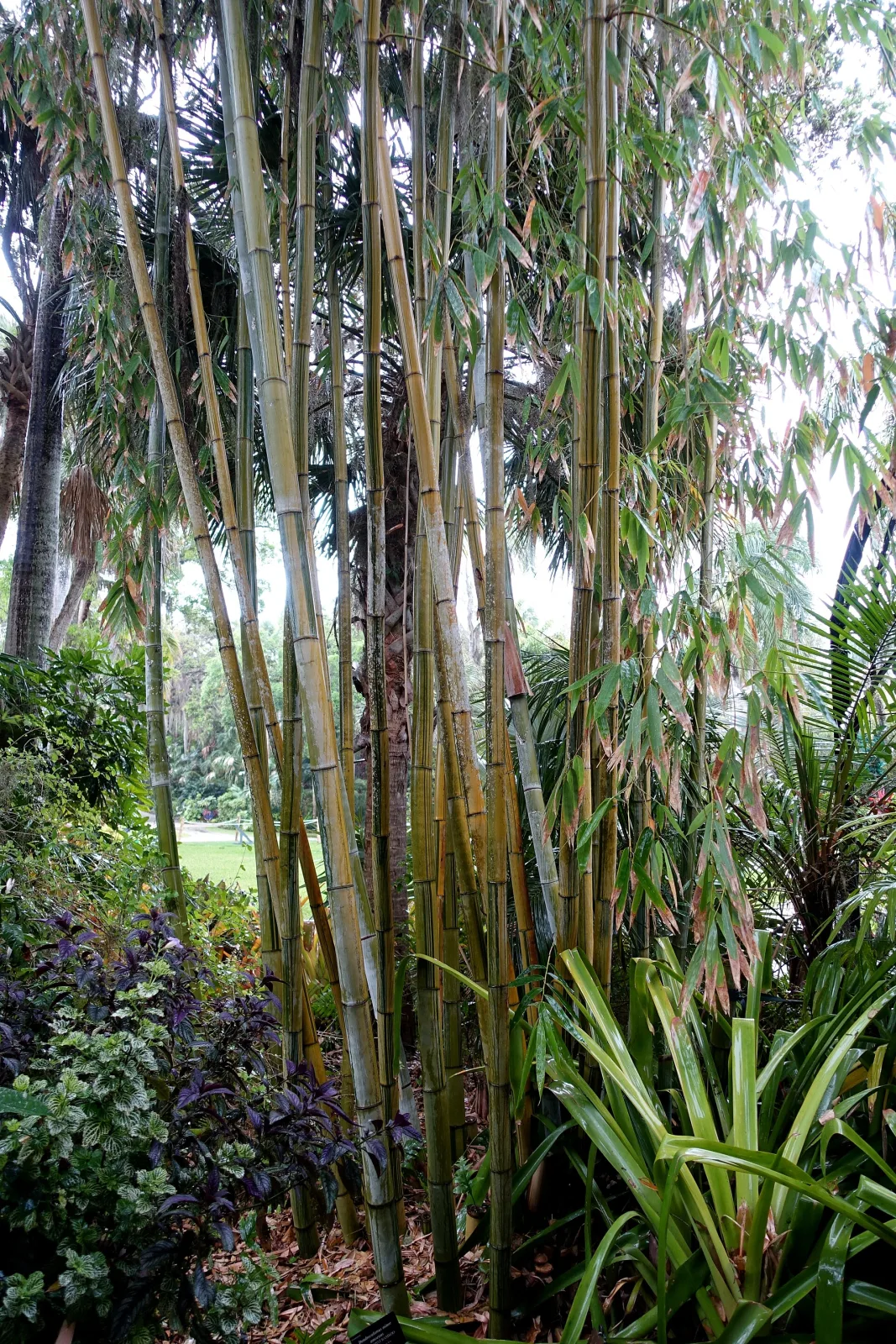 Dendrocalamus minor