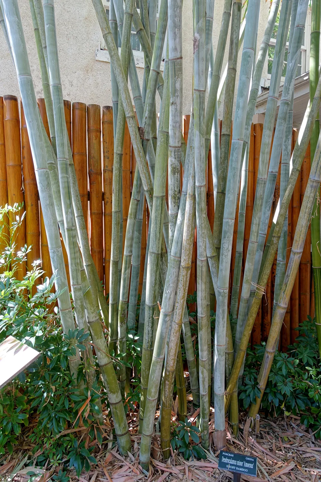 Dendrocalamus minor