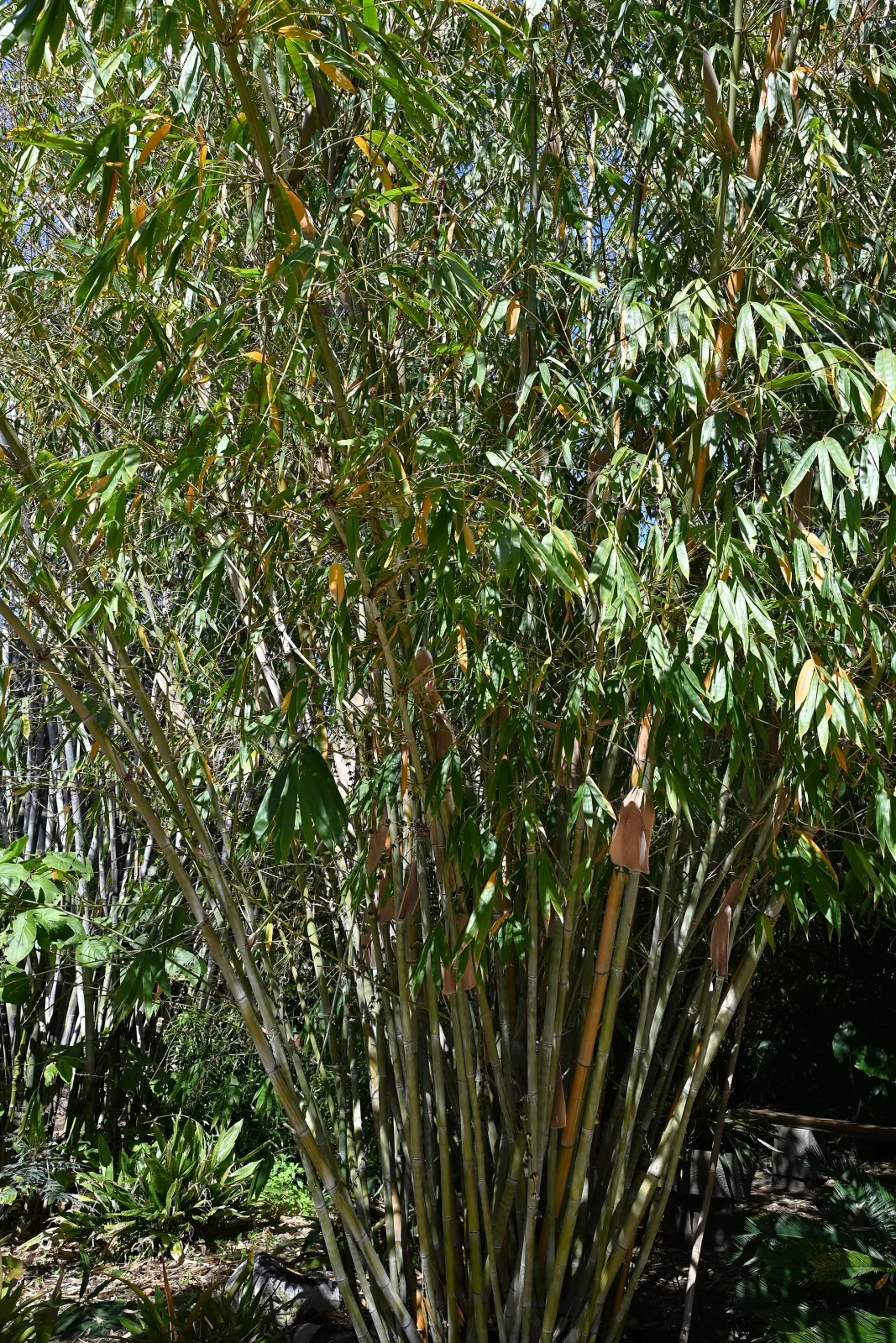 Dendrocalamus minor