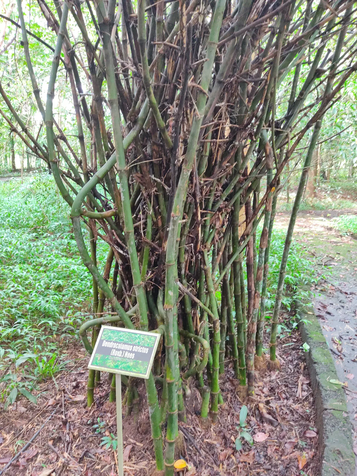 Dendrocalamus strictus