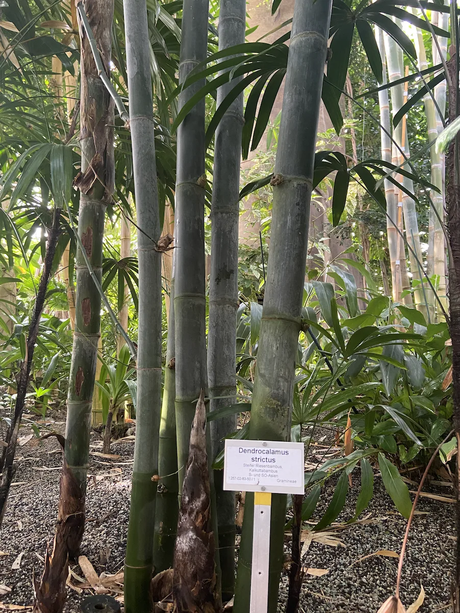 Dendrocalamus strictus