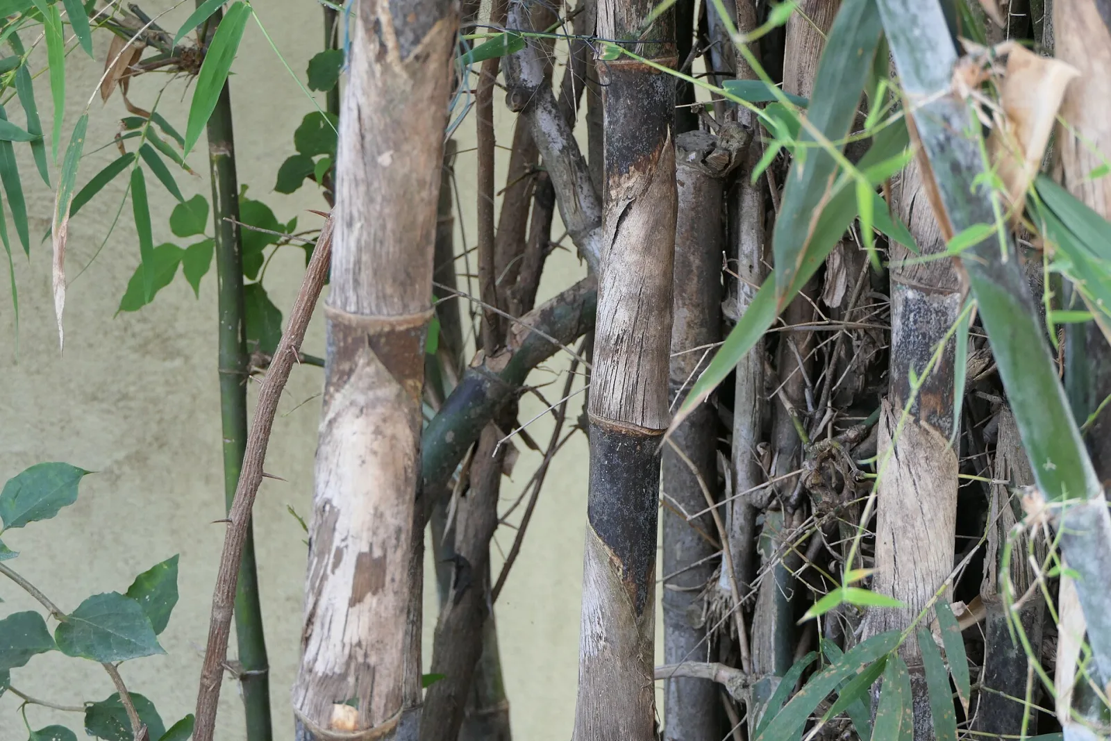 Dendrocalamus strictus
