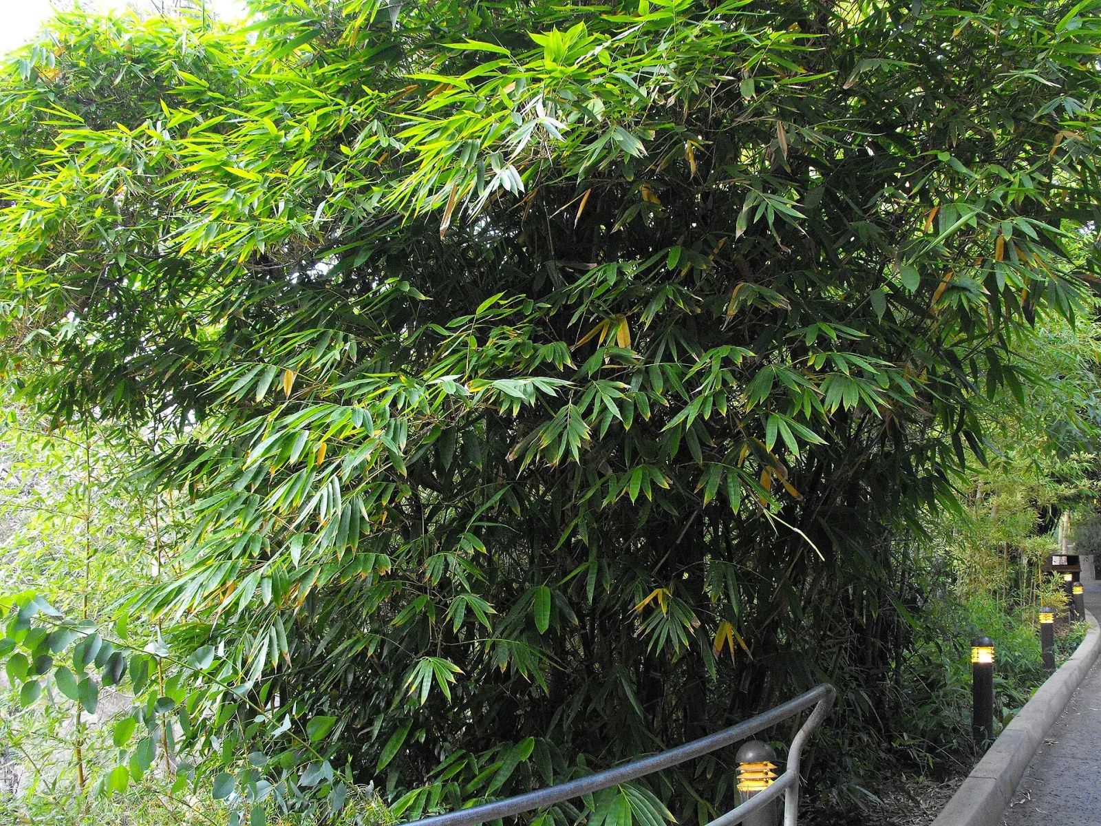 Dendrocalamus brandisii