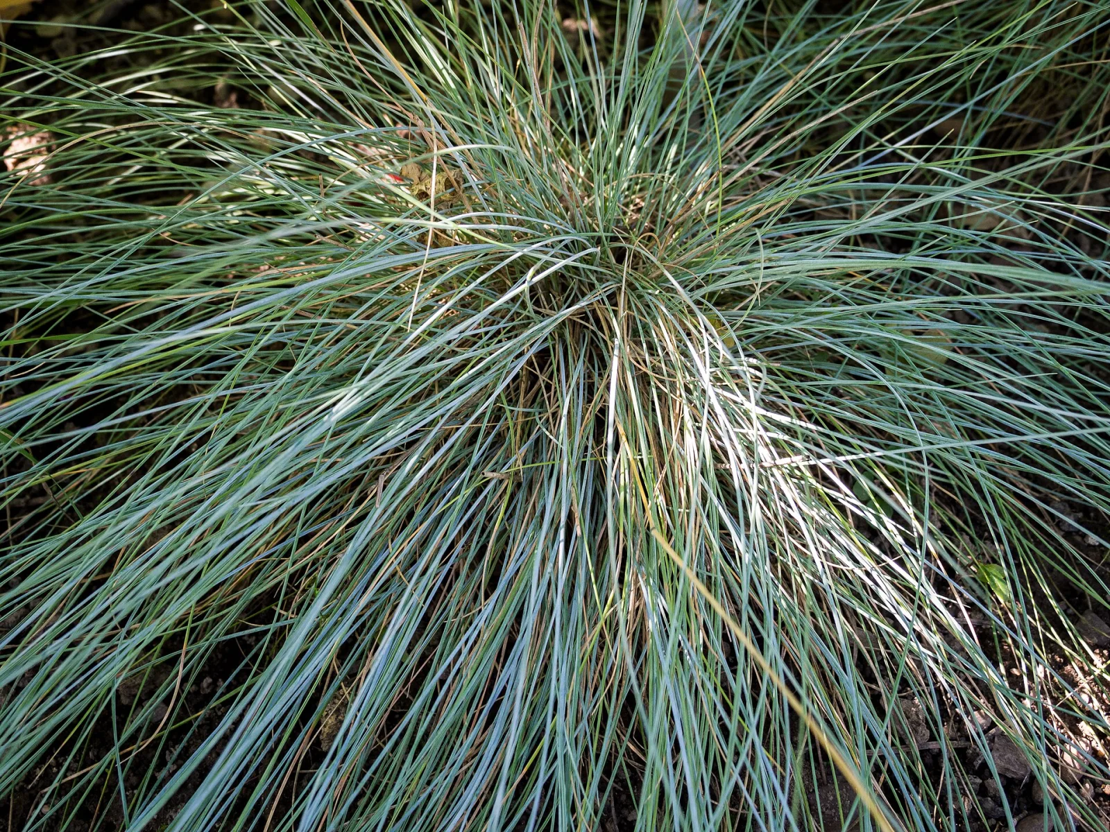 Festuca glauca
