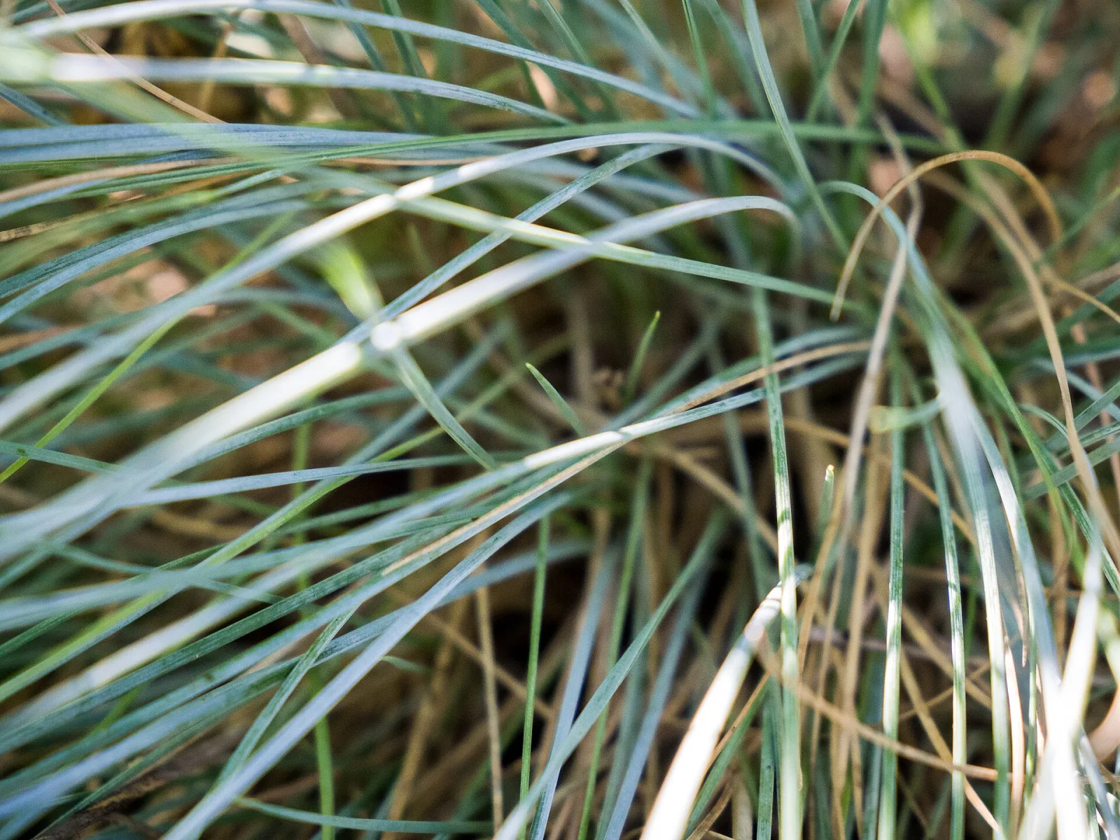 Festuca glauca