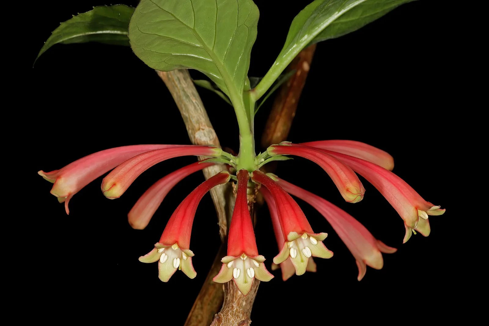Dermatobotrys saundersii