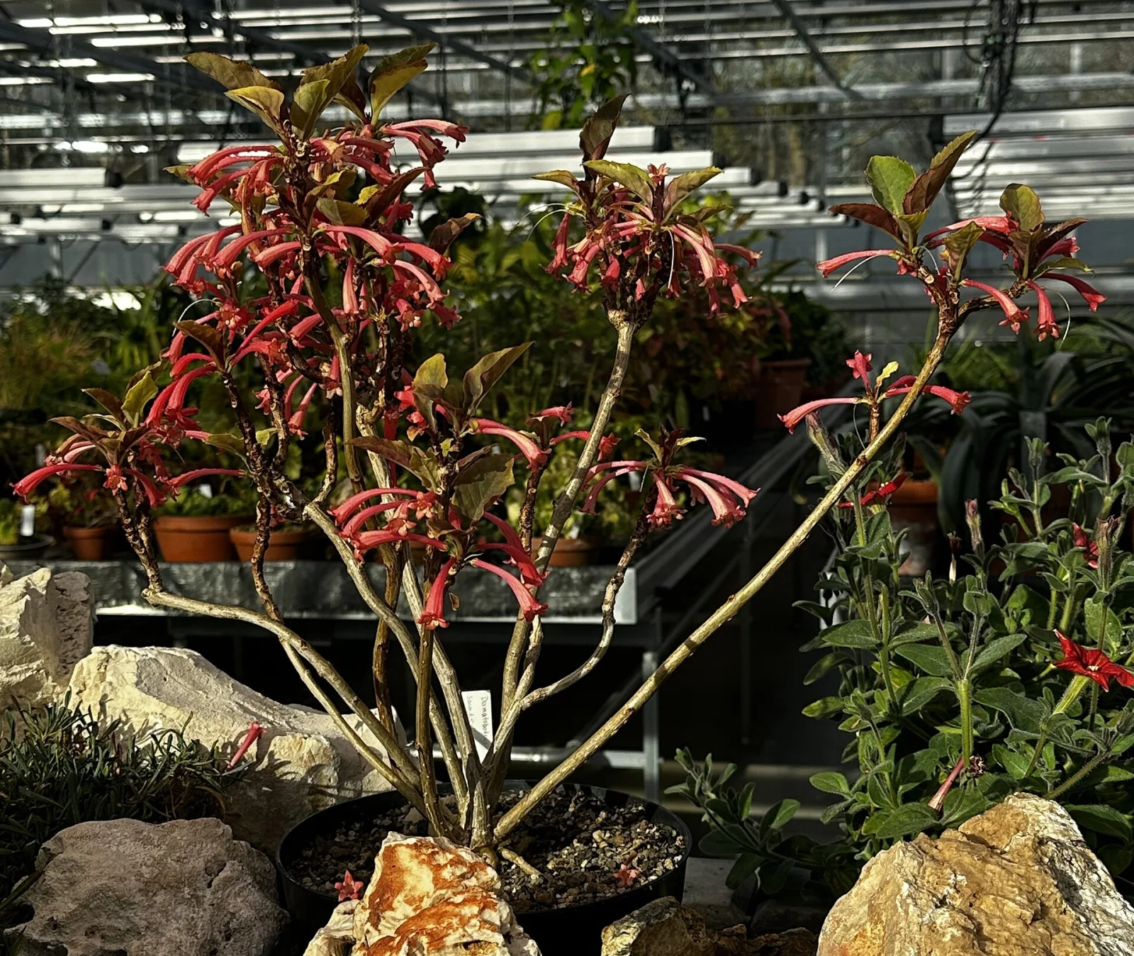 Dermatobotrys saundersii