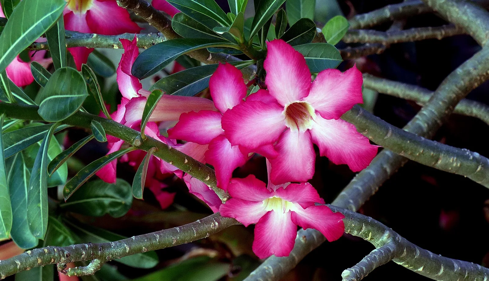 Adenium obesum Pretty Girl