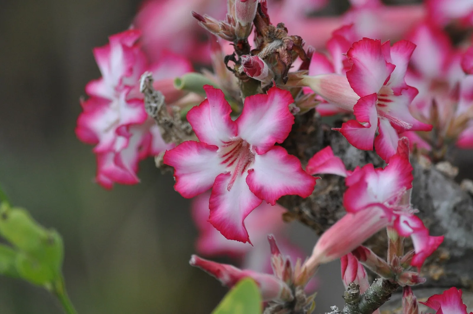 Adenium obesum mixed colours