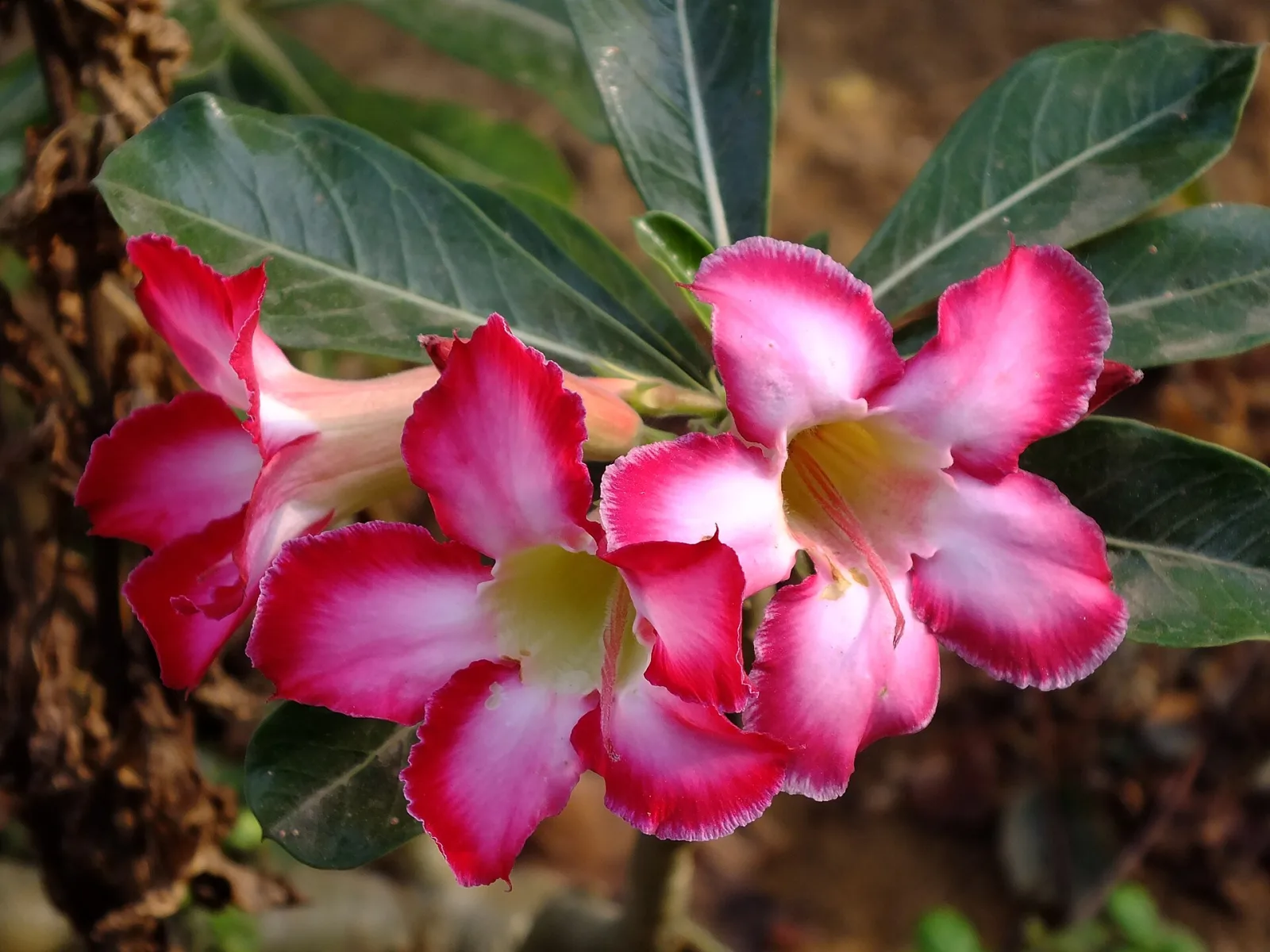 Adenium obesum Tongnopprakun
