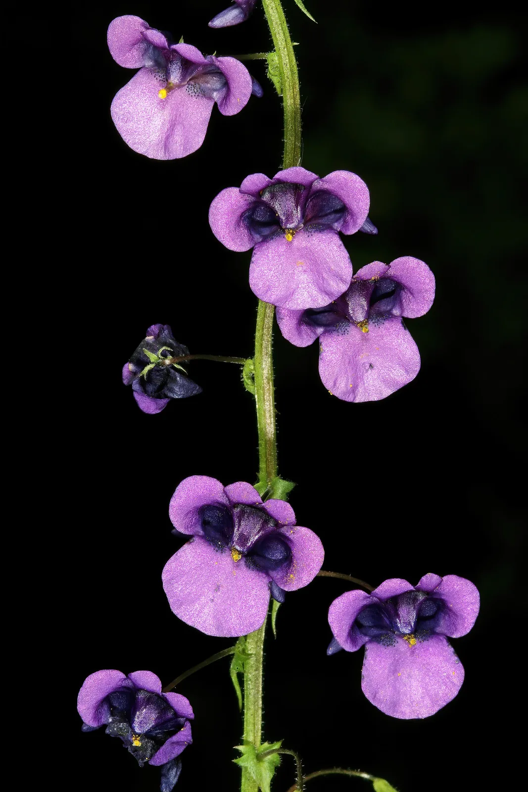 Diascia veronicoides