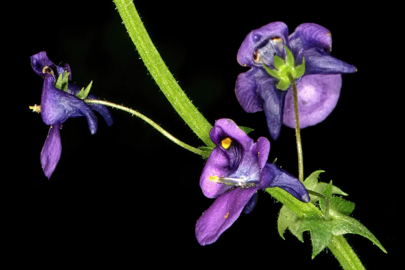 Diascia veronicoides