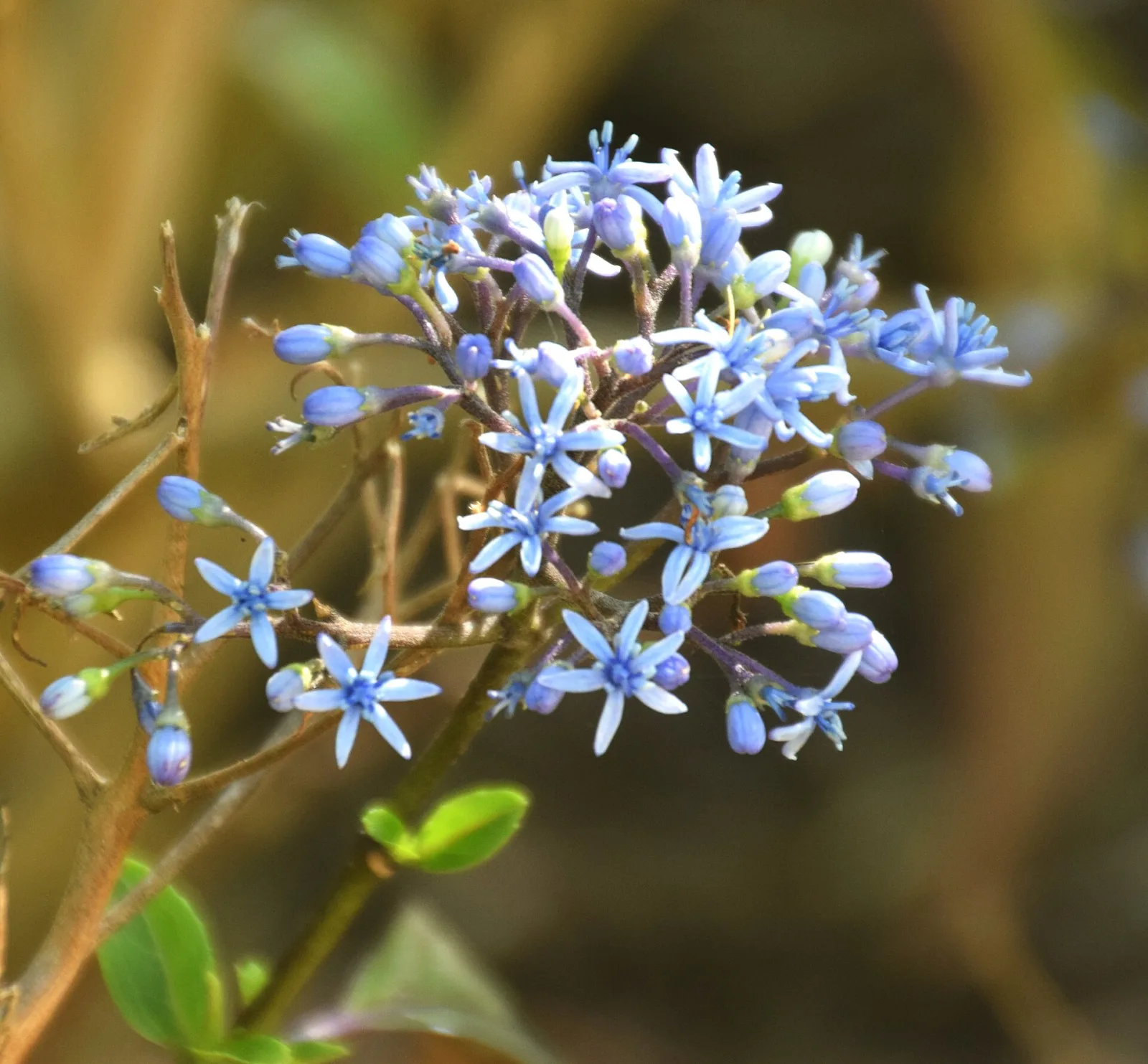 Dichroa febrifuga