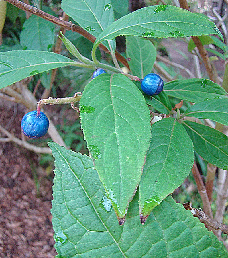 Dichroa febrifuga