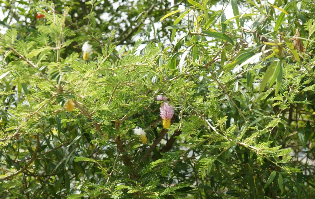 Dichrostachys cinerea