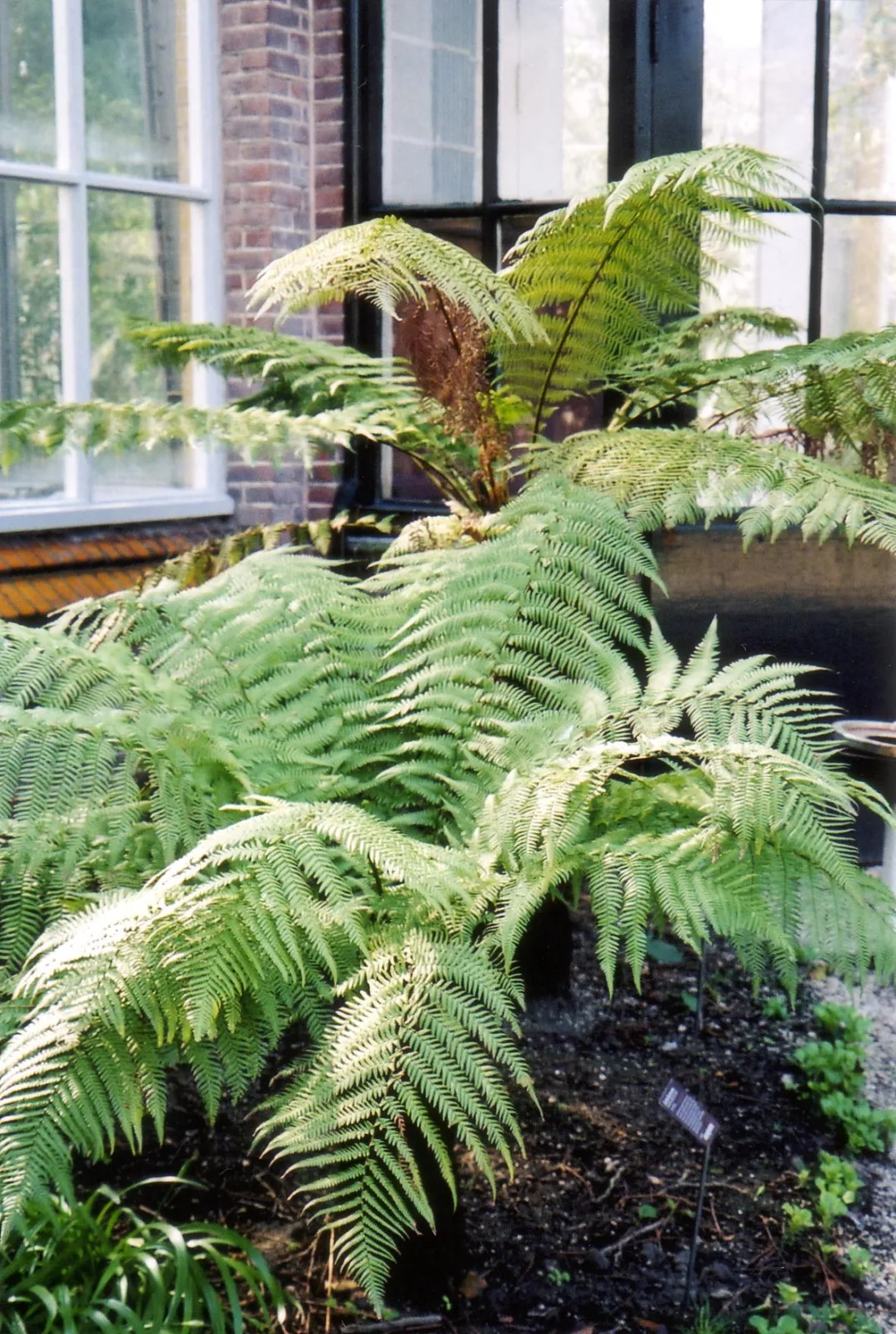 Dicksonia antarctica