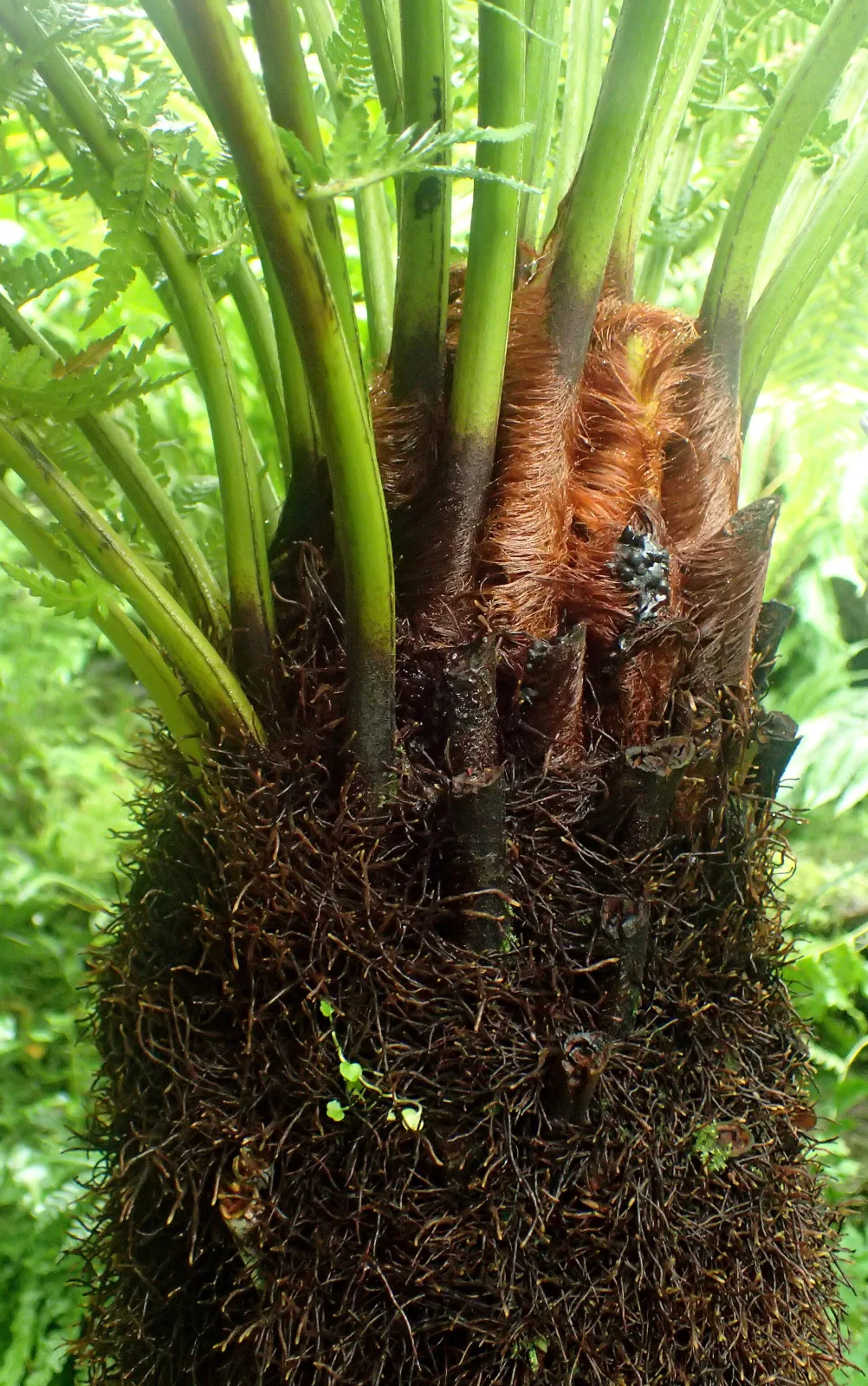 Dicksonia antarctica