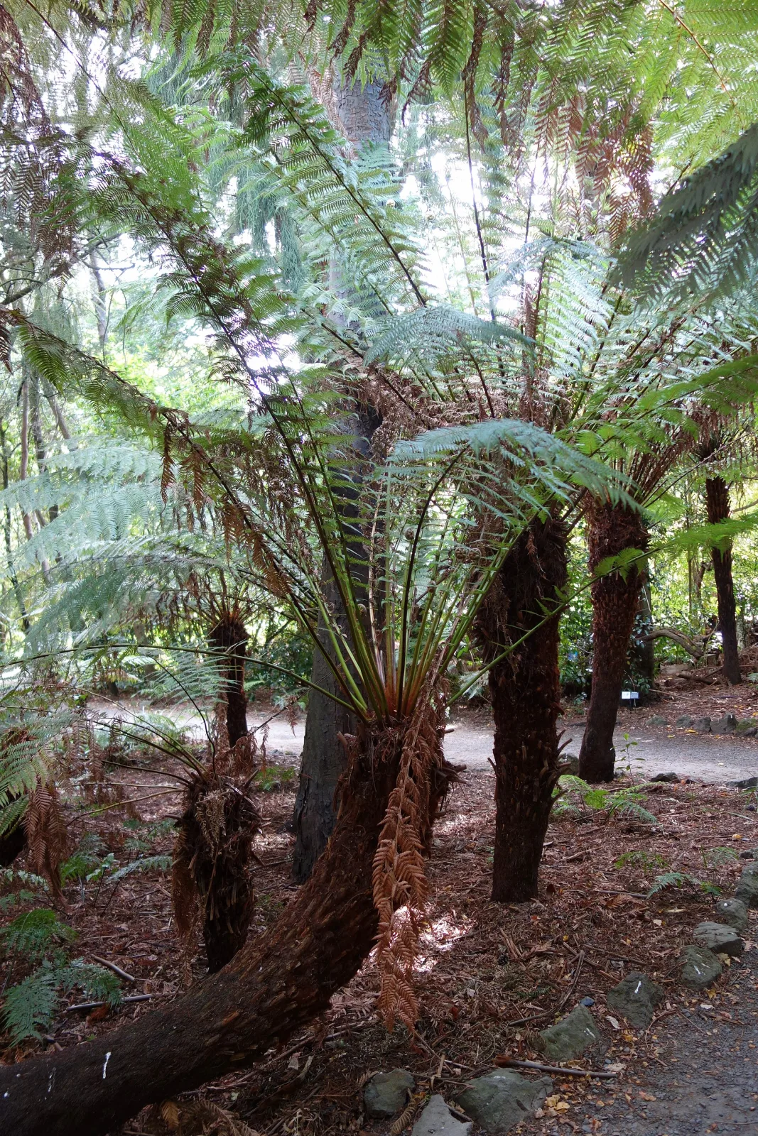 Dicksonia fibrosa