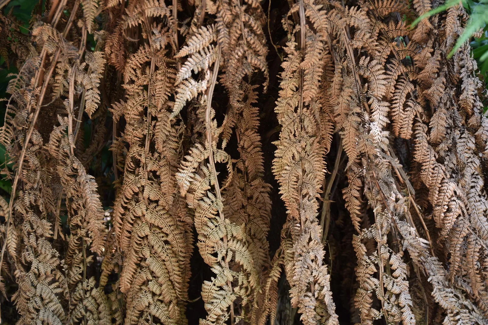 Dicksonia fibrosa