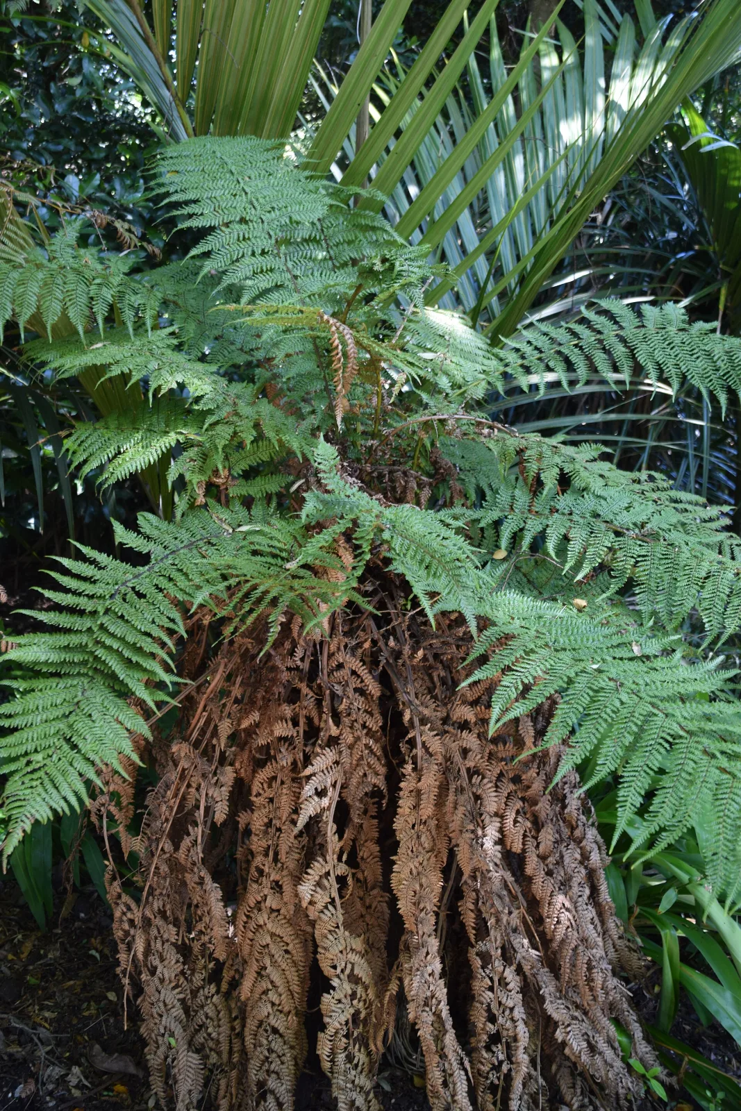 Dicksonia fibrosa