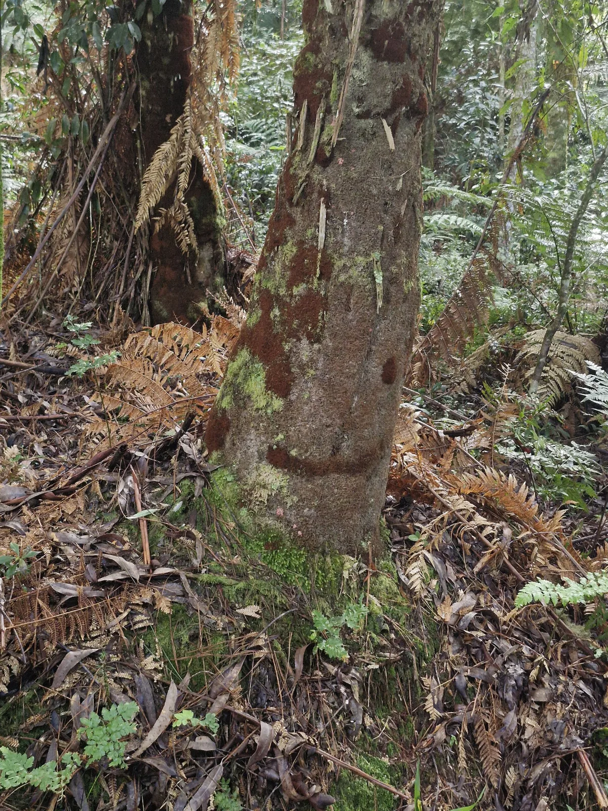 Dicksonia sellowiana