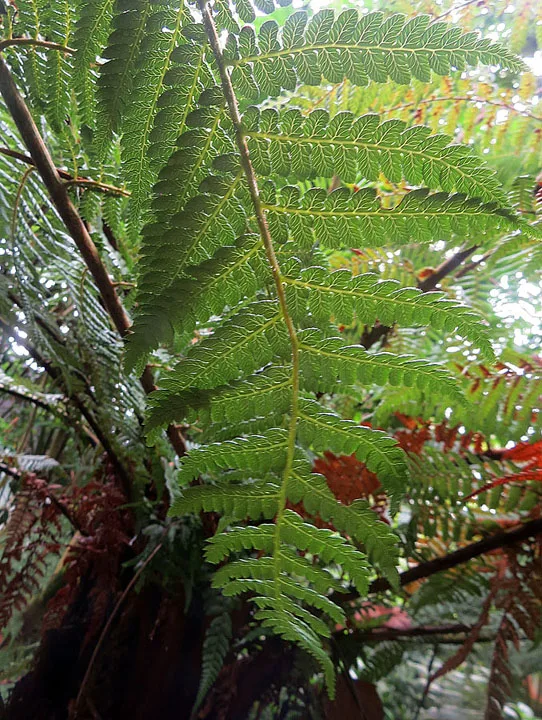 Dicksonia sellowiana