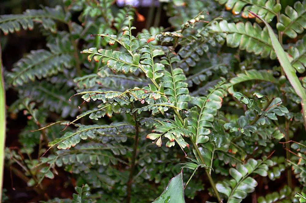 Didymochlaena truncatula
