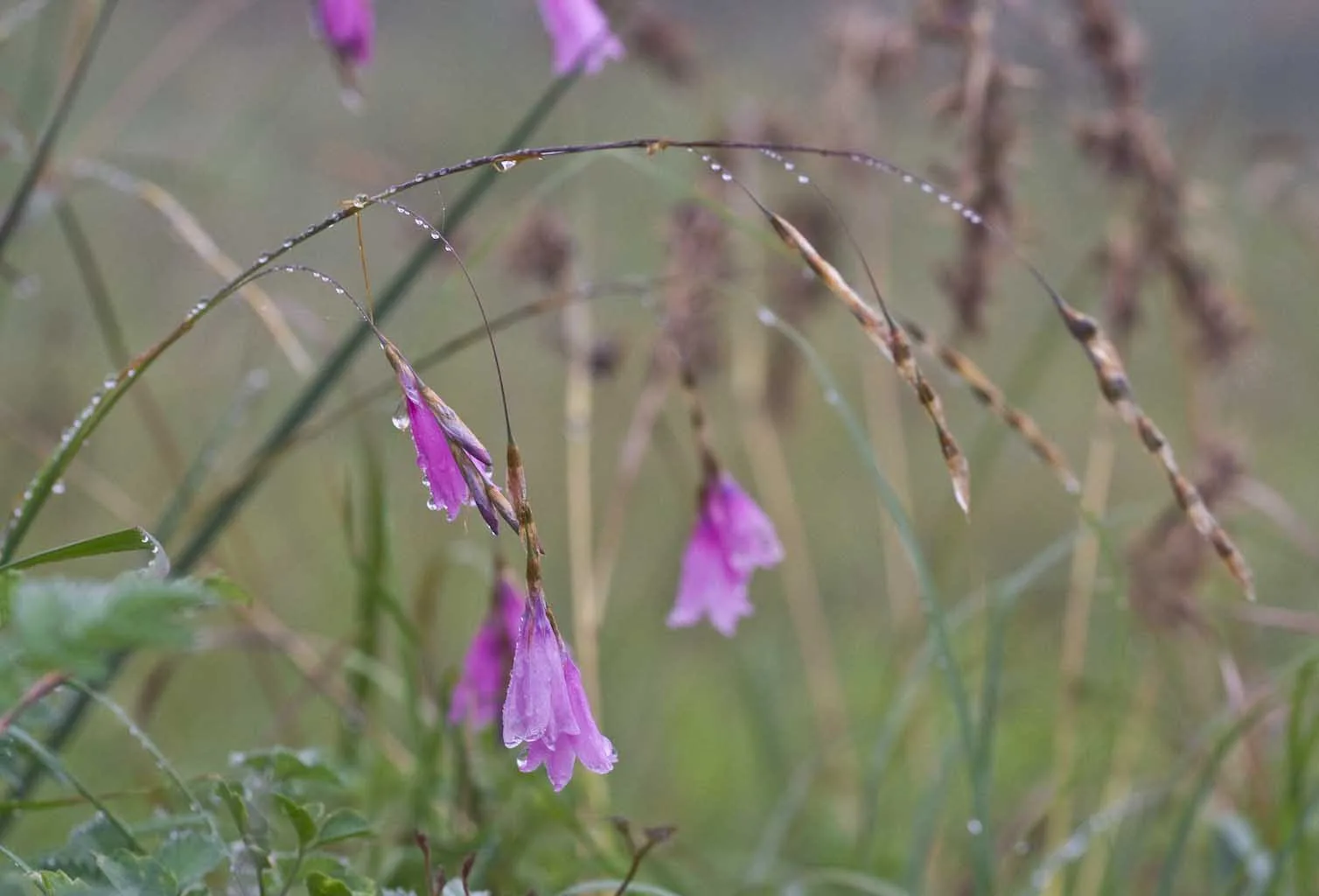 Dierama pendulum