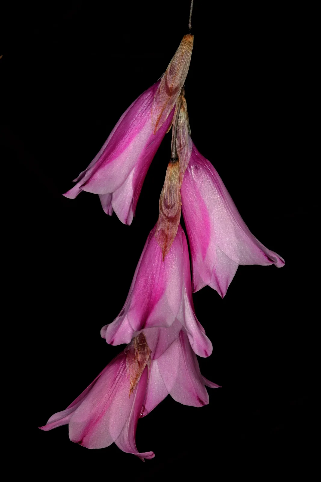 Dierama pendulum