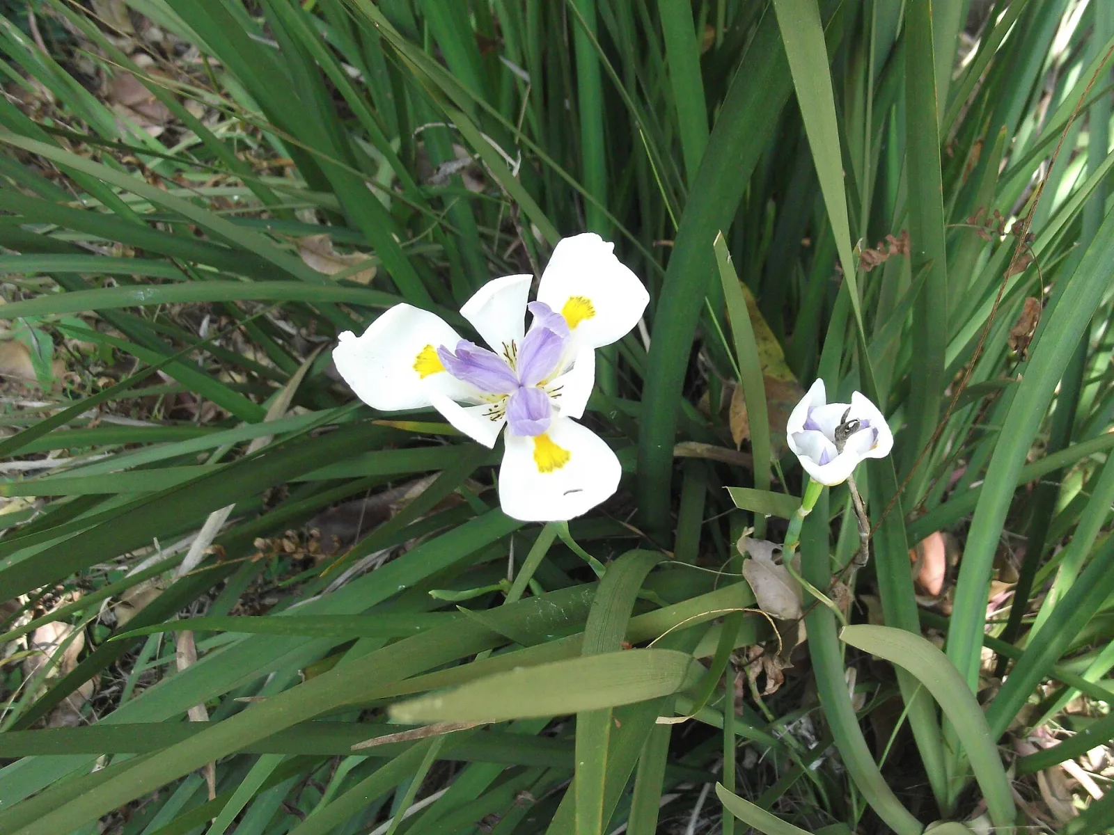 Dietes grandiflora