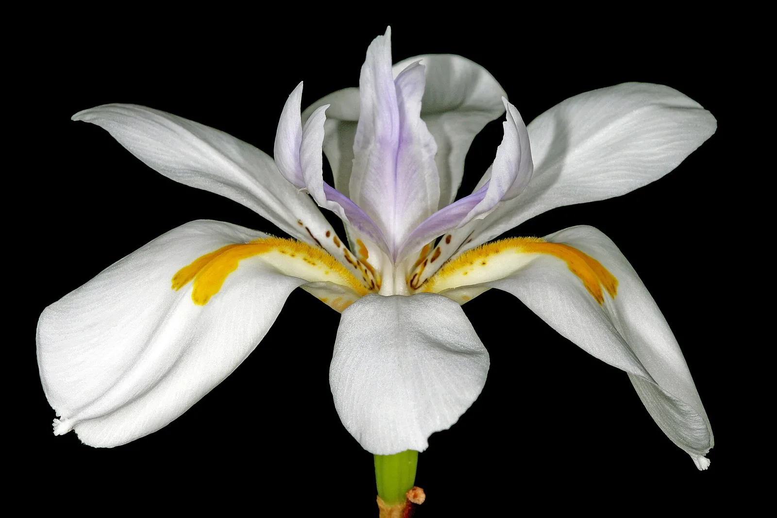 Dietes grandiflora, Semillas