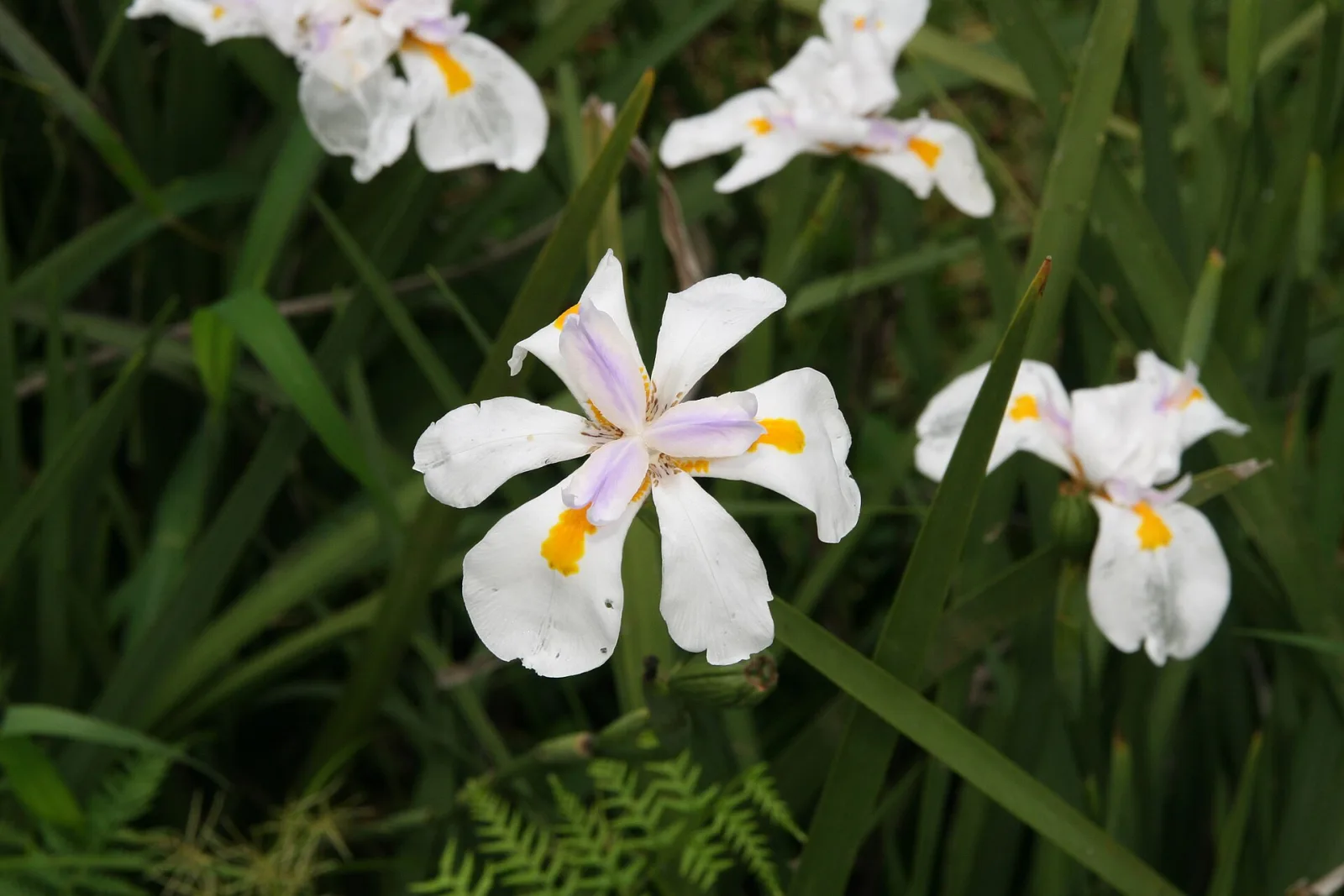 Dietes iridioides