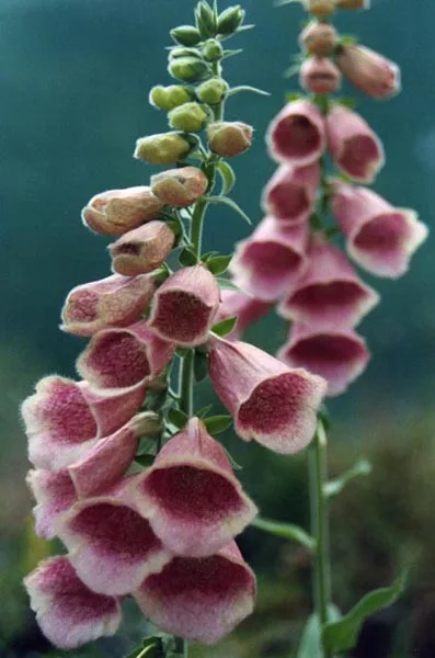 Digitalis mertonensis