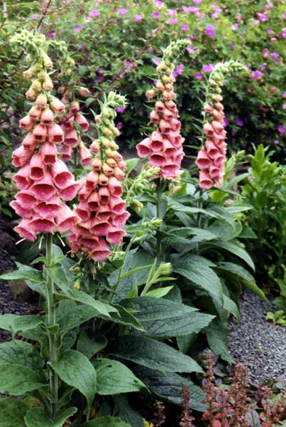 Digitalis mertonensis