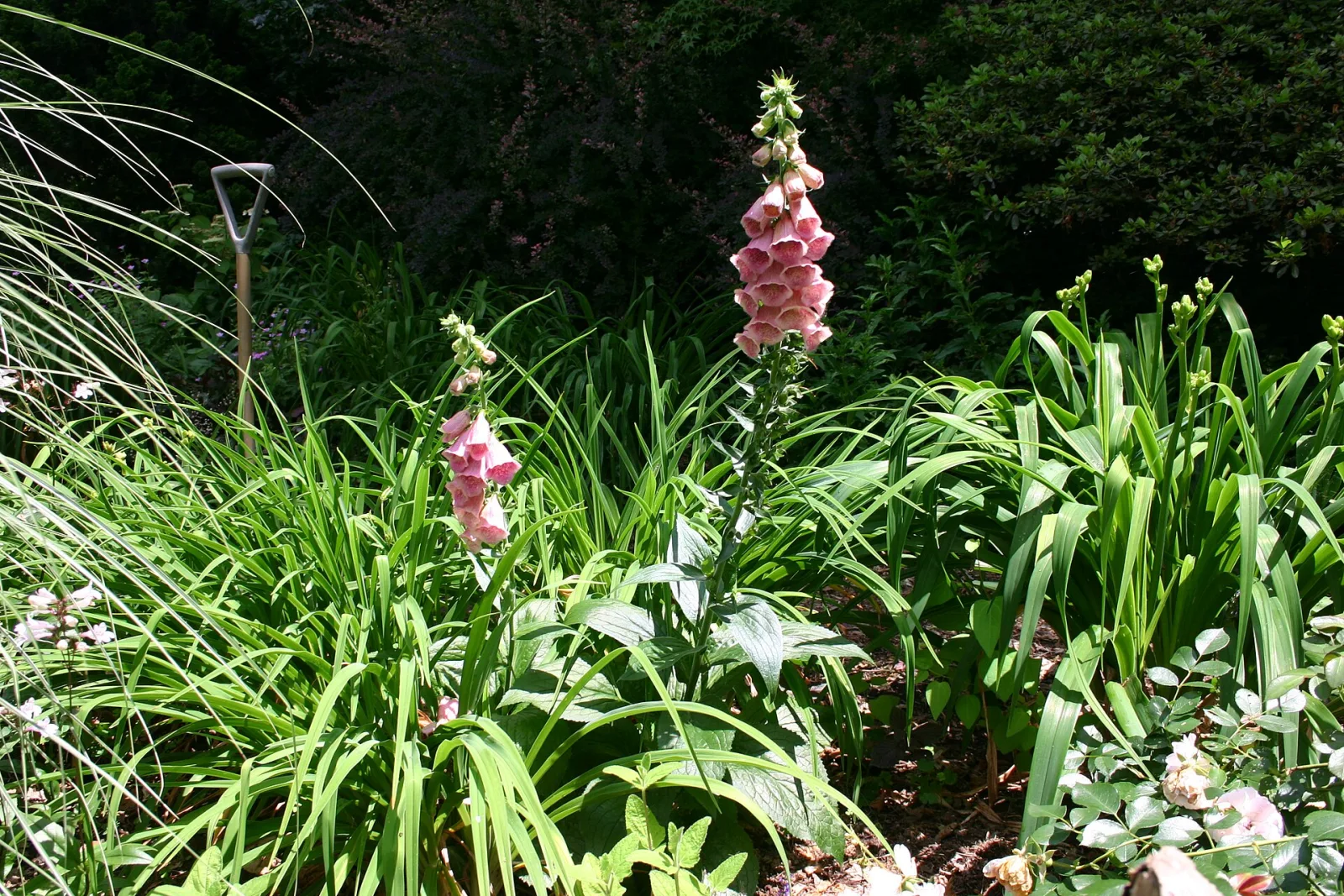 Digitalis mertonensis