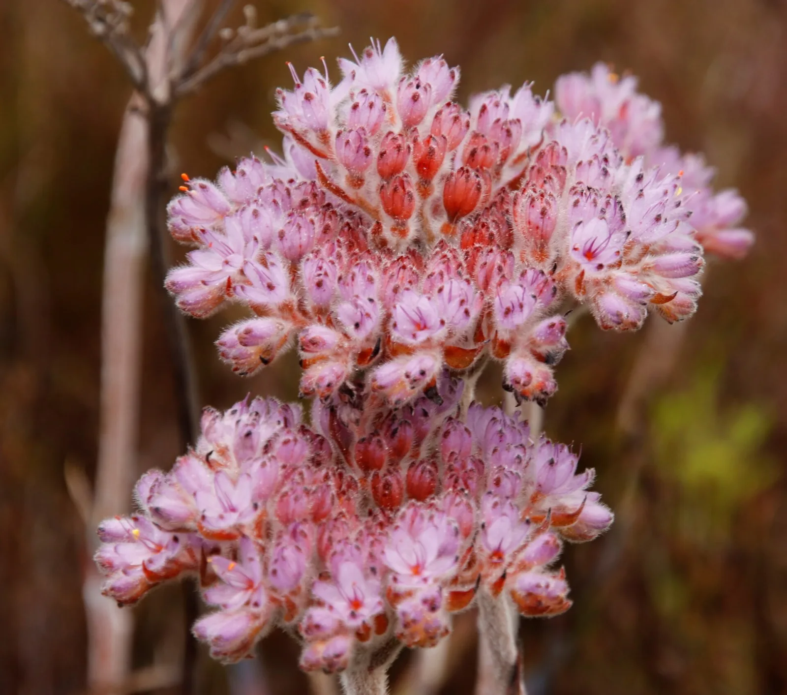 Dilatris corymbosa
