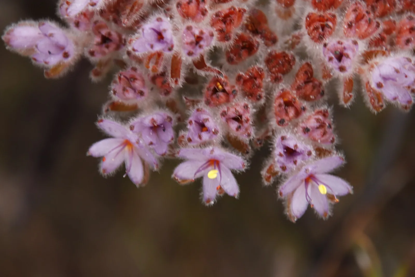 Dilatris corymbosa