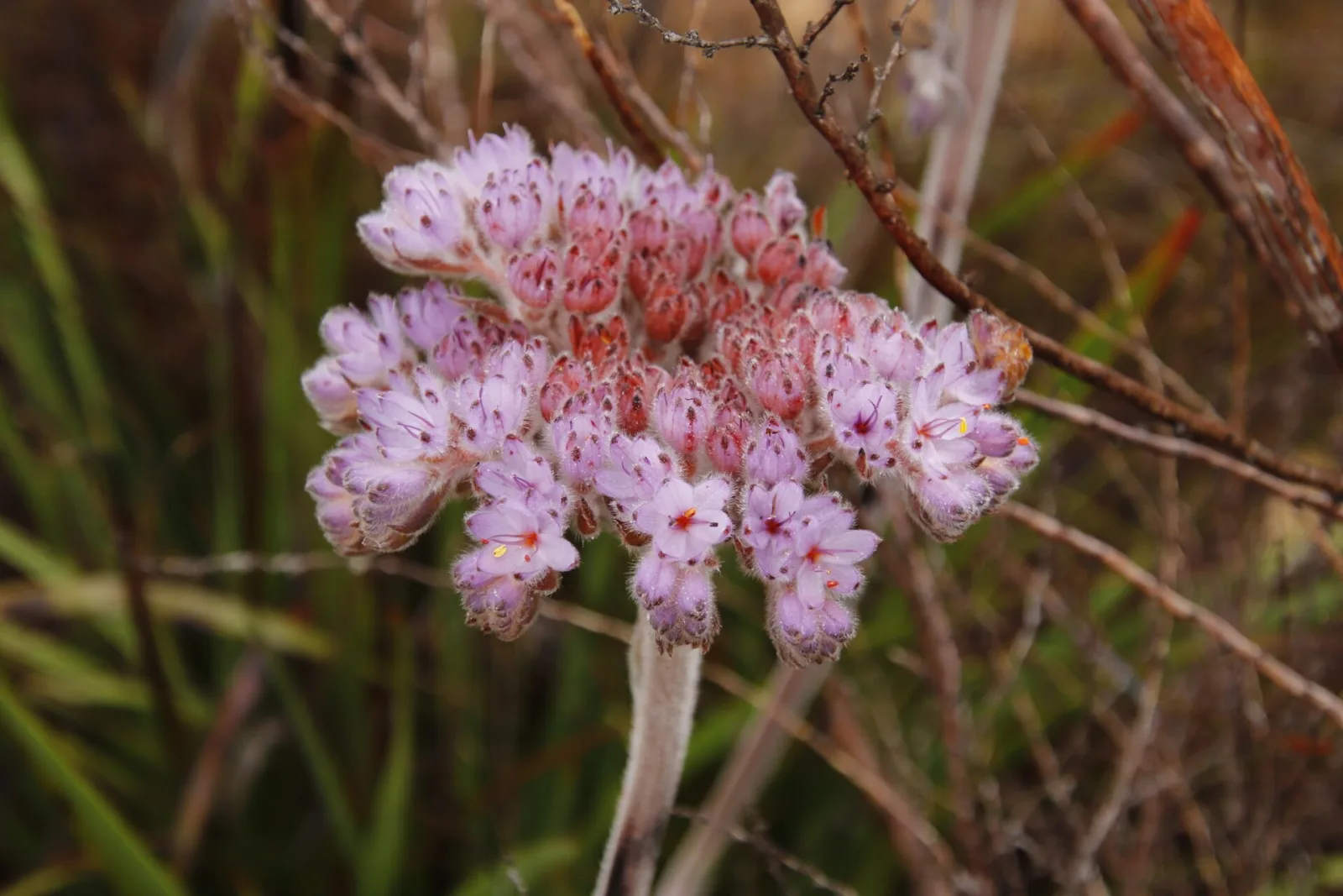 Dilatris corymbosa