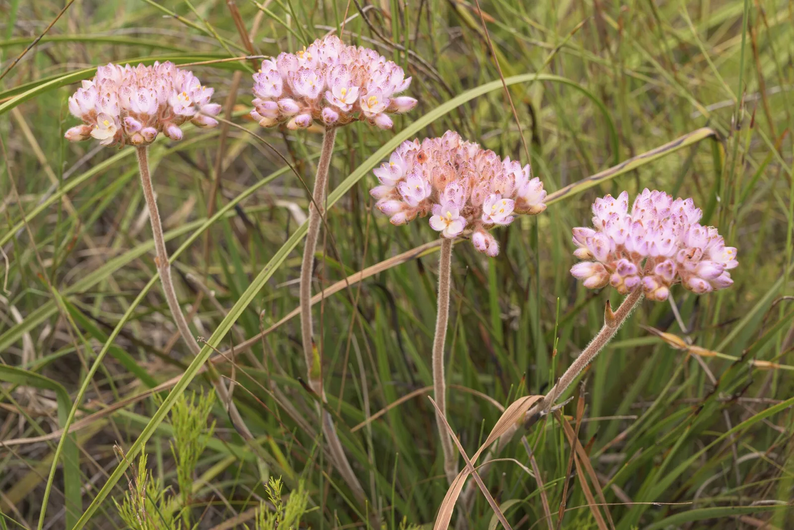 Dilatris pillansii
