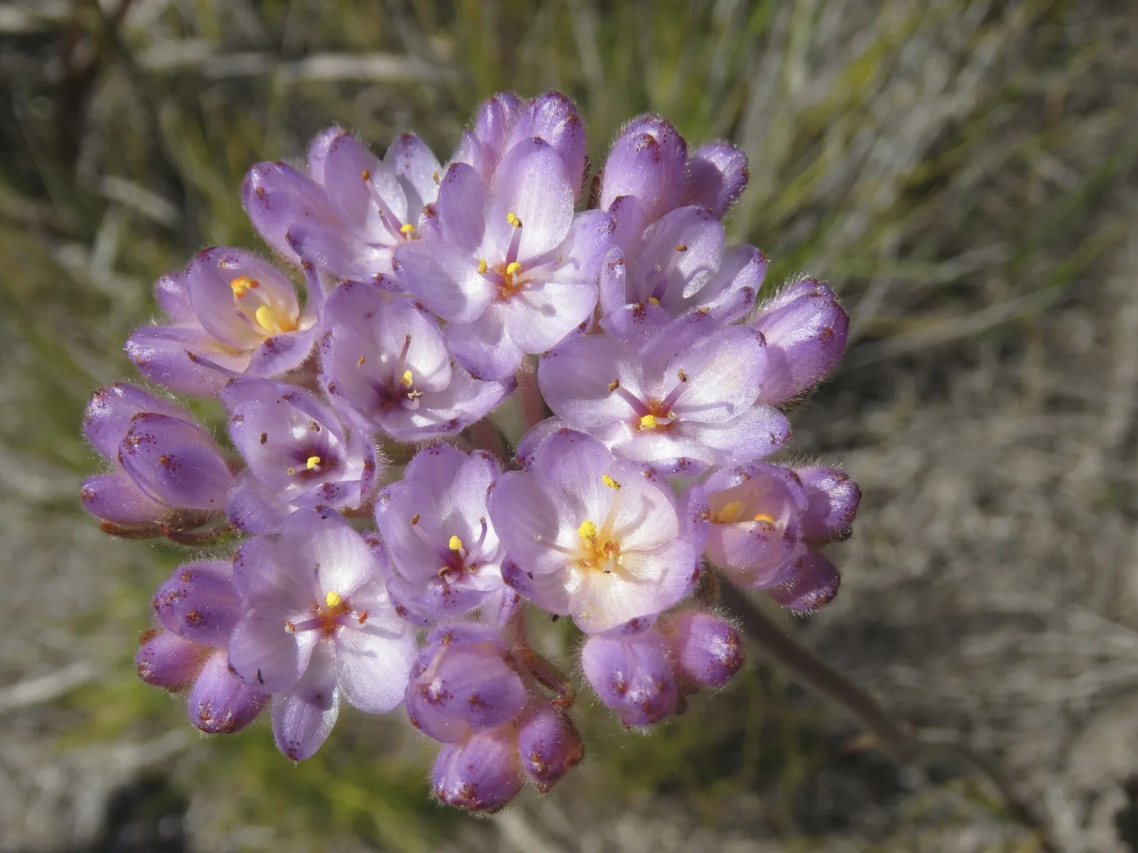 Dilatris pillansii