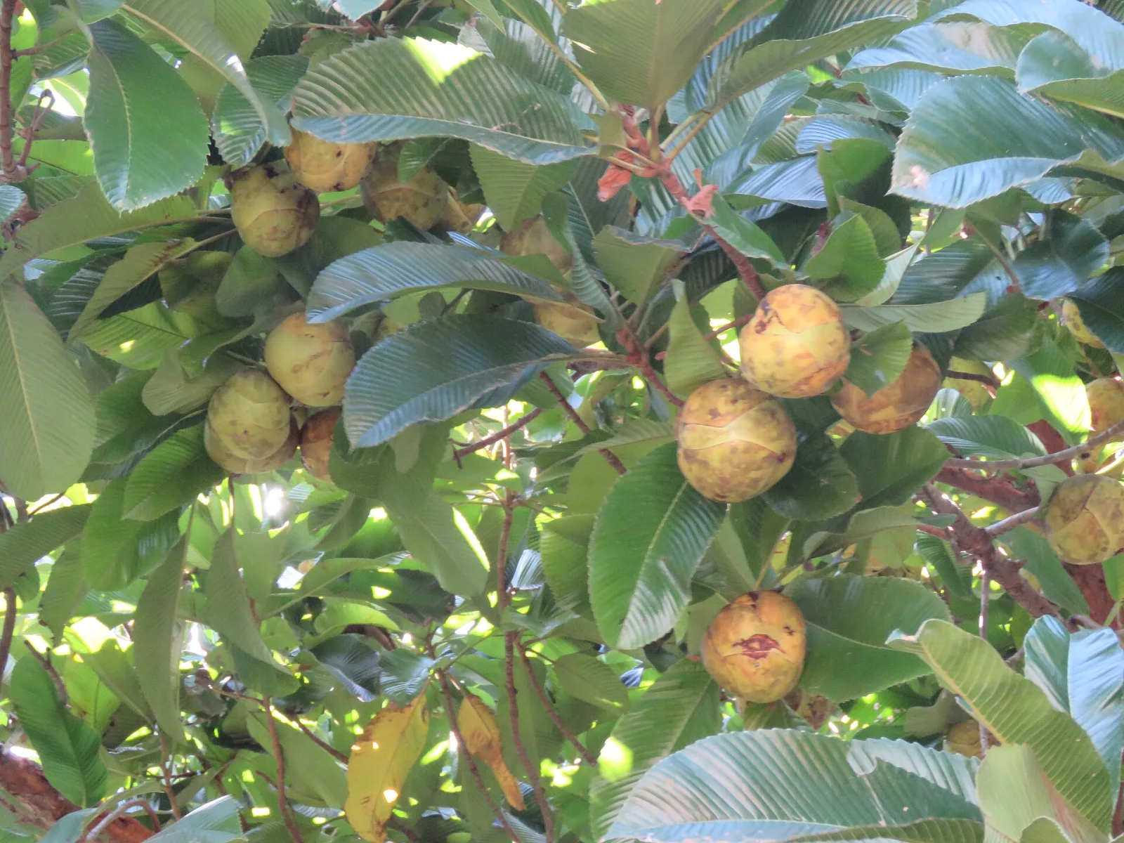 Dillenia indica
