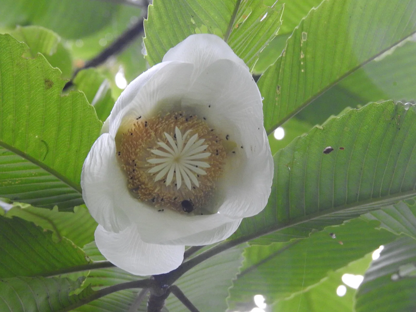 Dillenia indica