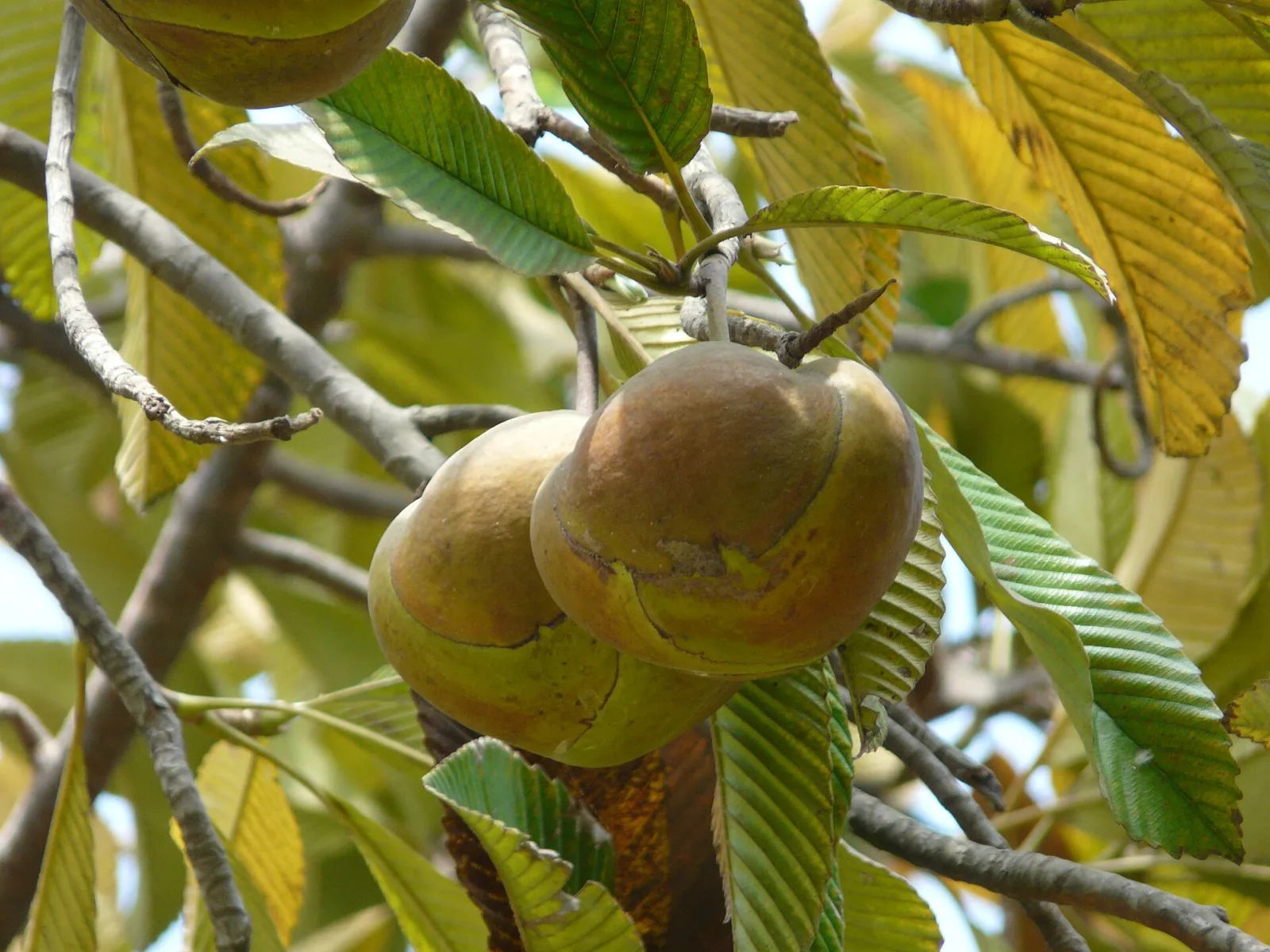 Dillenia indica